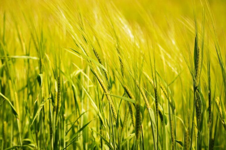 Quando il regime voleva la dieta «fascista»