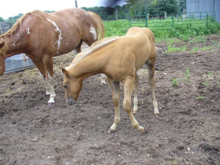 Se torna il divieto di mangiare il cavallo